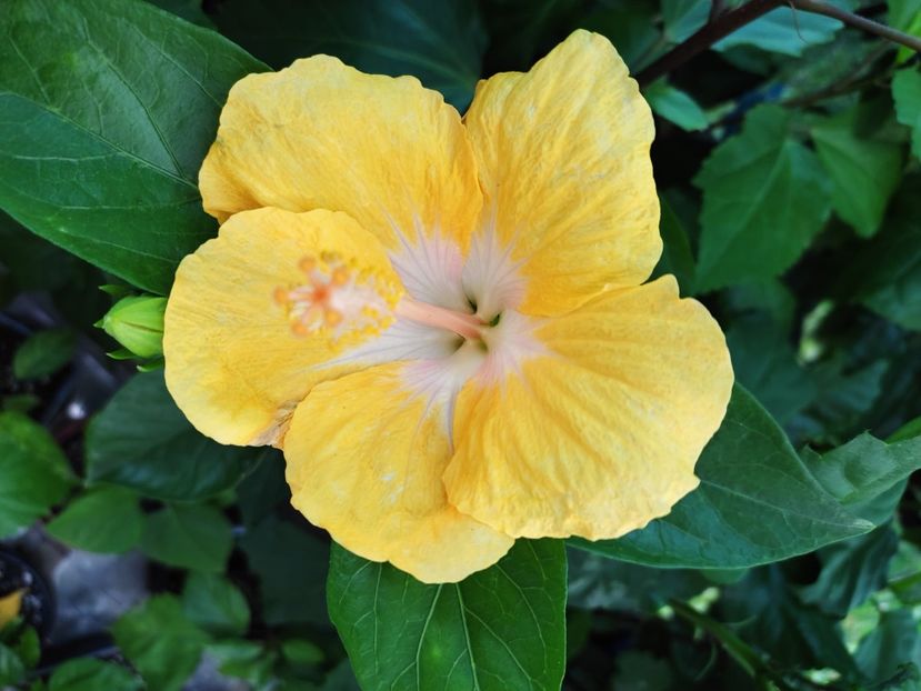  - Hibiscus 2021 -1