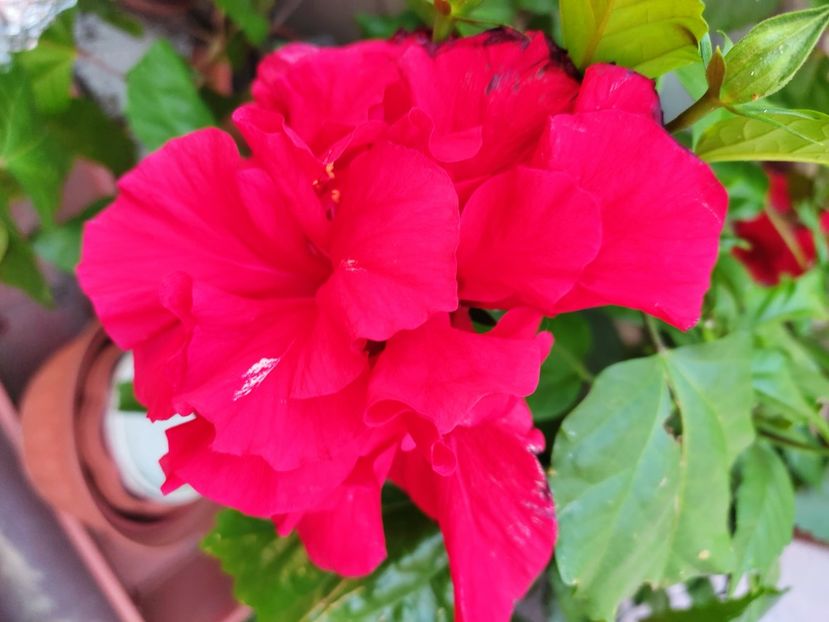  - Hibiscus 2021 -1