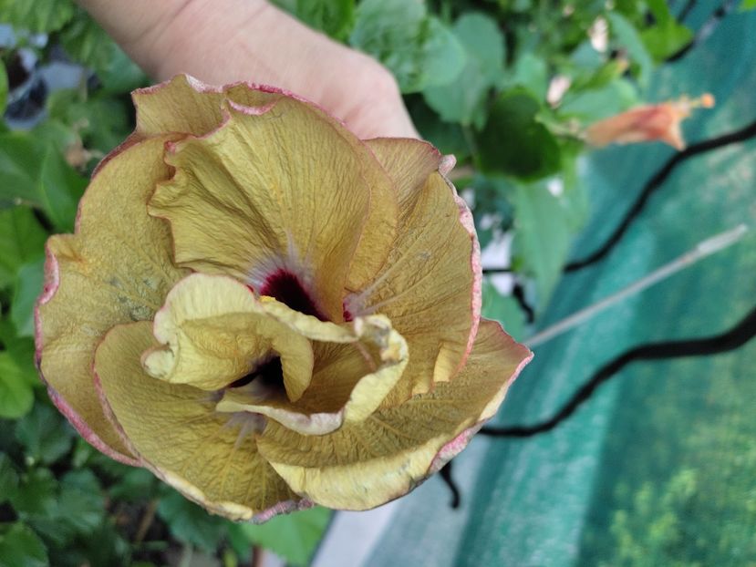  - Hibiscus 2021 -1