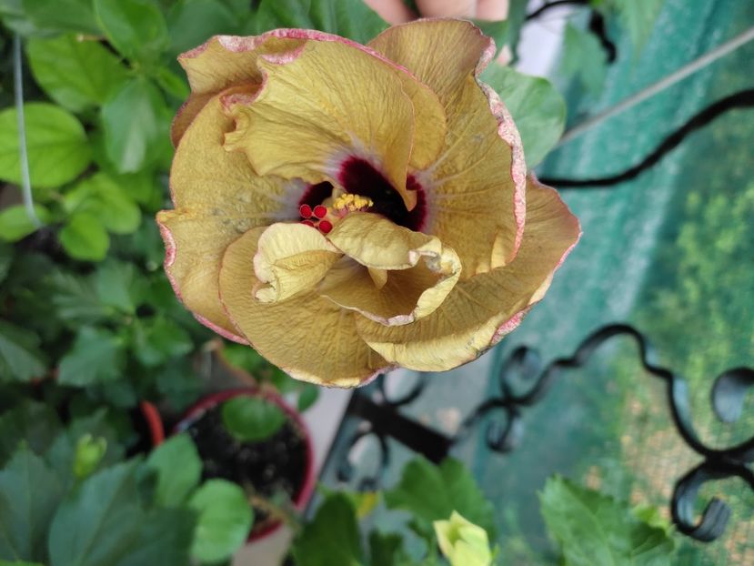  - Hibiscus 2021 -1