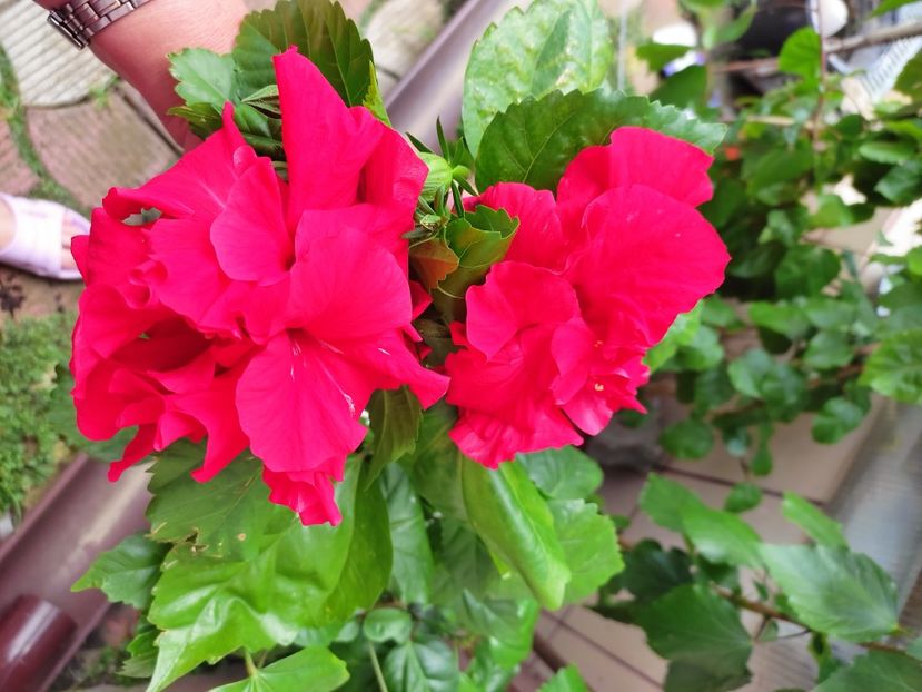  - Hibiscus 2021 -1