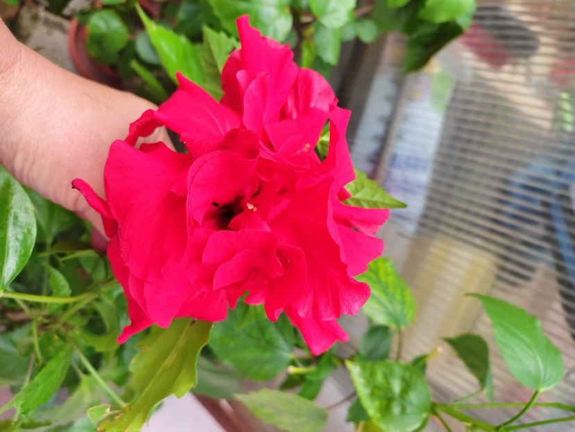  - Hibiscus 2021 -1