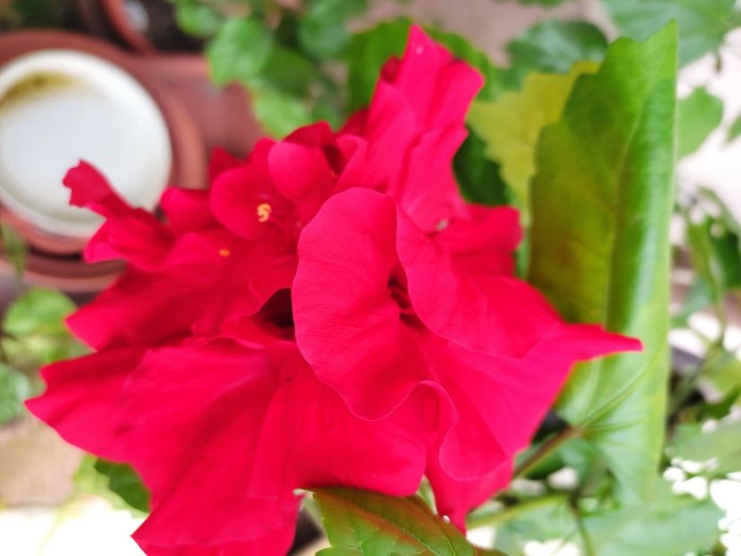  - Hibiscus 2021 -1