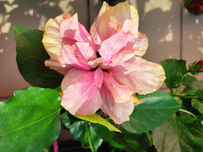  - Hibiscus 2021 -1