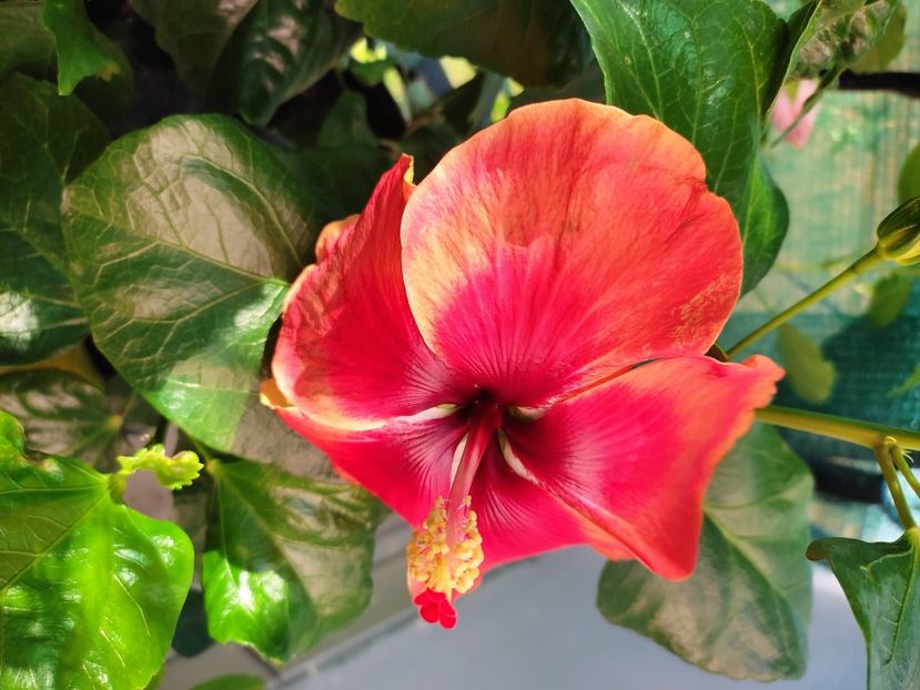  - Hibiscus 2021 -1