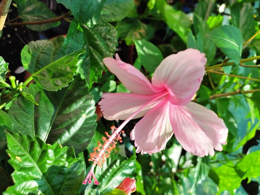  - Hibiscus 2021 -1