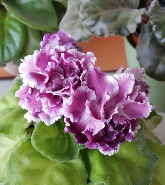 RS Gercoginea - Violete 2021