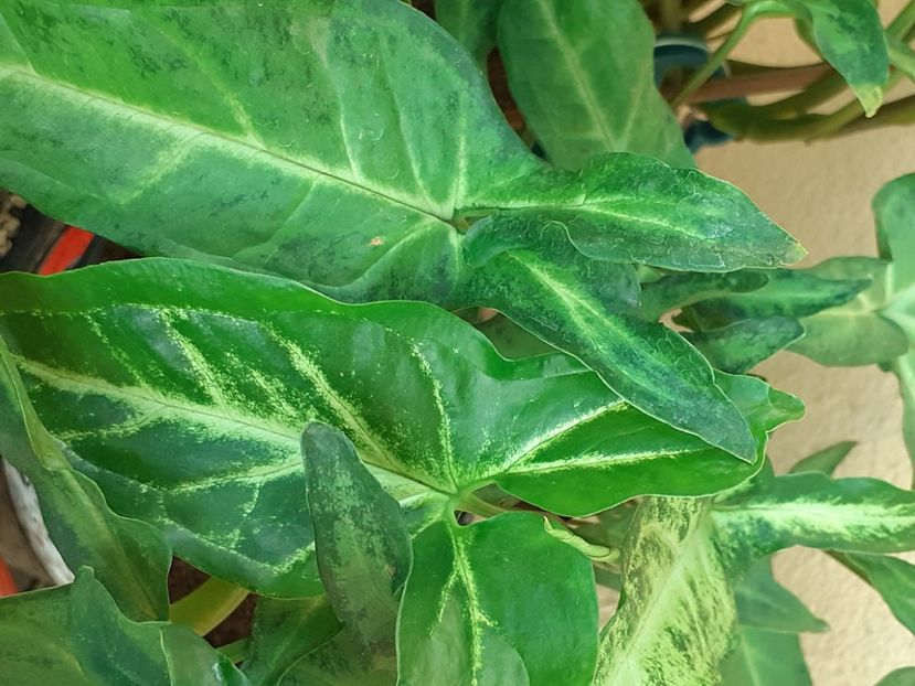  - Syngonium