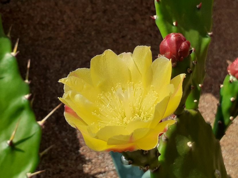  - Cactuși