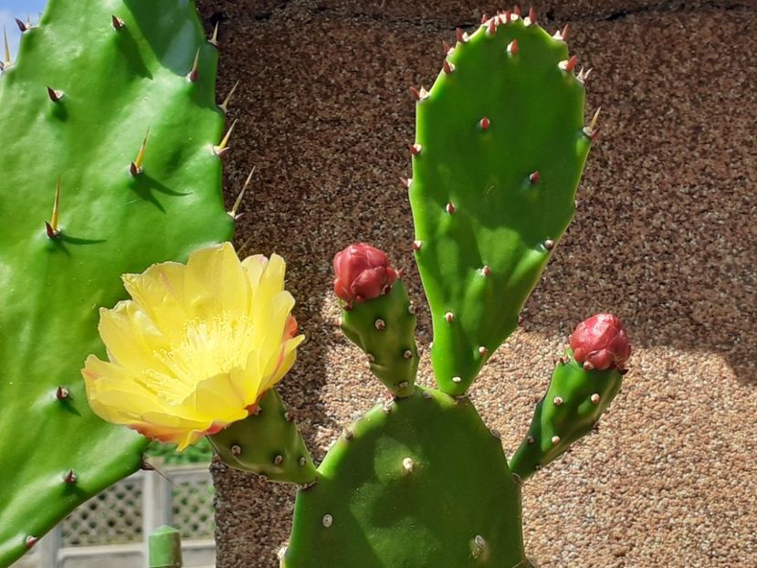  - Cactuși
