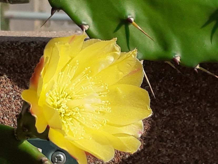  - Cactuși