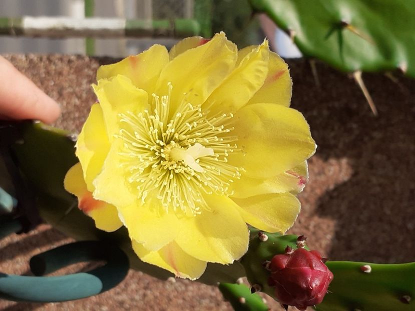  - Cactuși