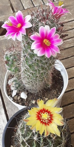  - Cactuși