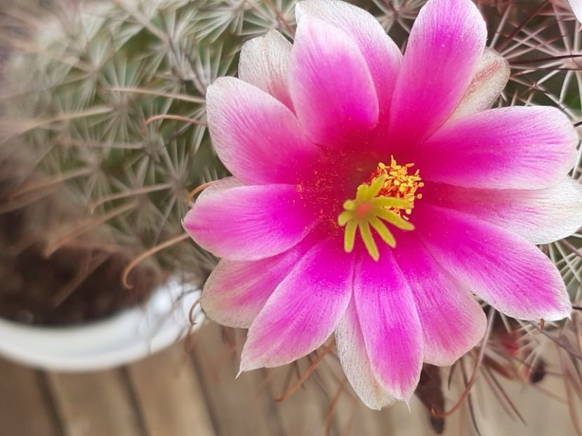 - Cactuși