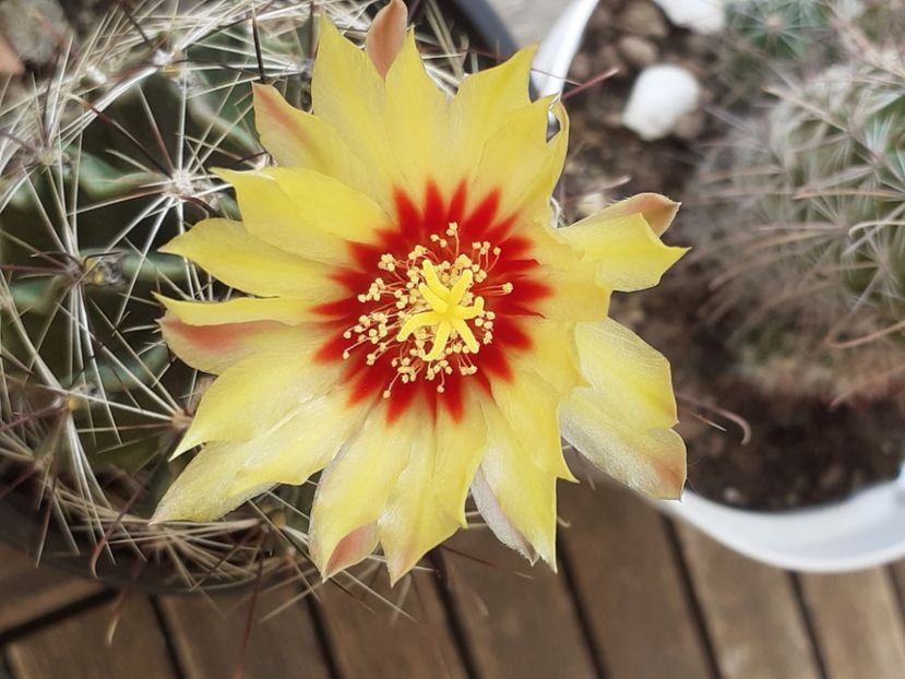  - Cactuși