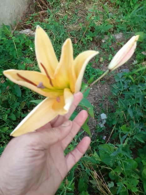  - Gradina 2021