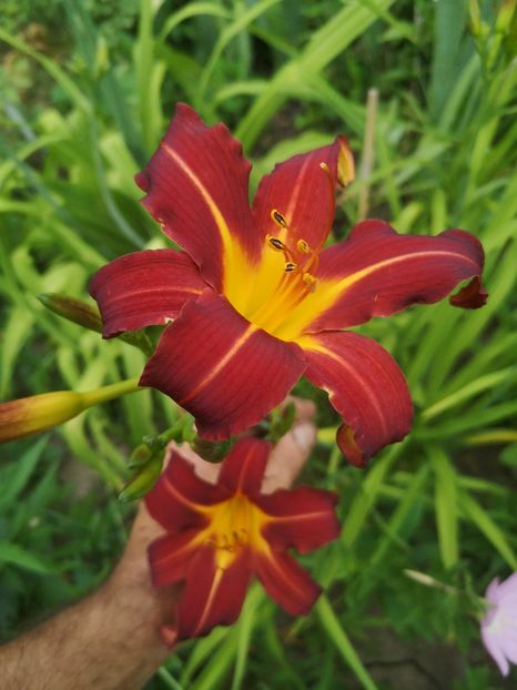 cherry point - hemerocallis 2021