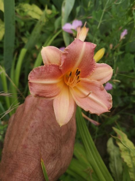 Pink Damasc - hemerocallis 2021