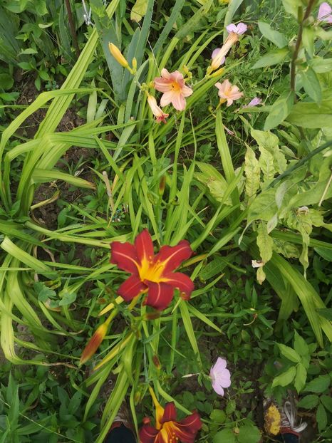  - hemerocallis 2021