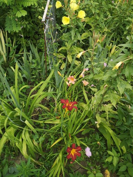  - hemerocallis 2021
