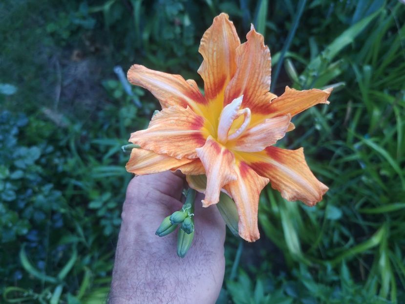 Kwanso - hemerocallis 2021