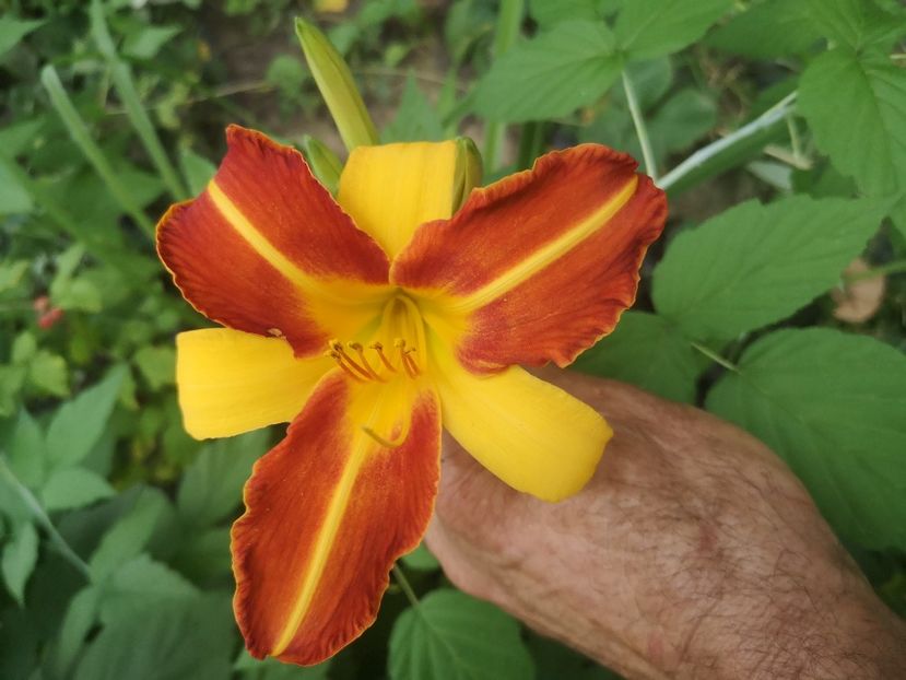 Branbury contrast - hemerocallis 2021