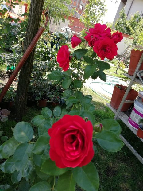  - Gradina iulie 2021