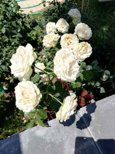  - Gradina iulie 2021