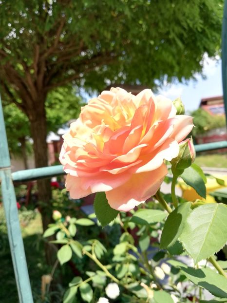  - Gradina iulie 2021