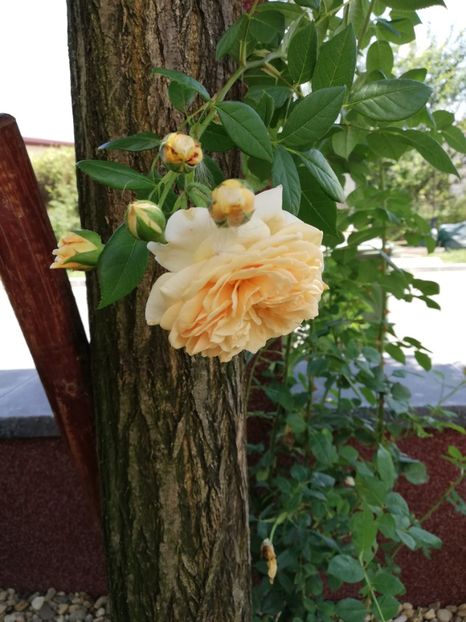  - Gradina iulie 2021