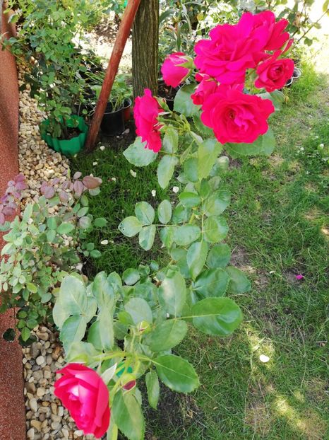  - Gradina iulie 2021