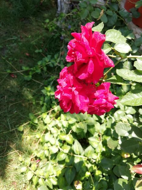  - Gradina iulie 2021