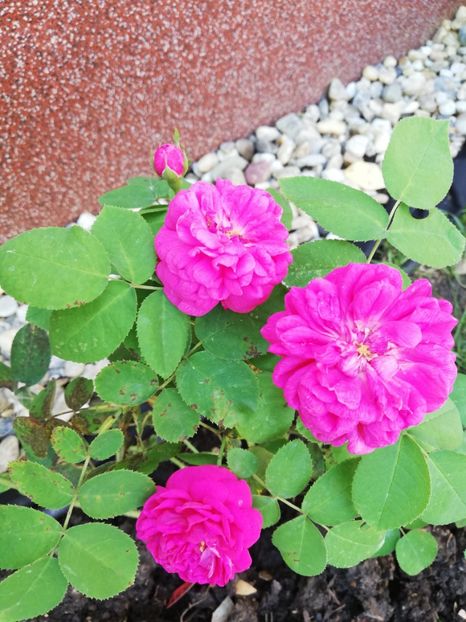  - Gradina iulie 2021