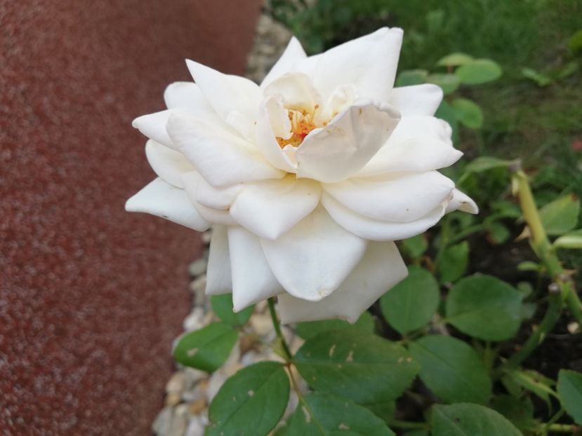  - Gradina iulie 2021