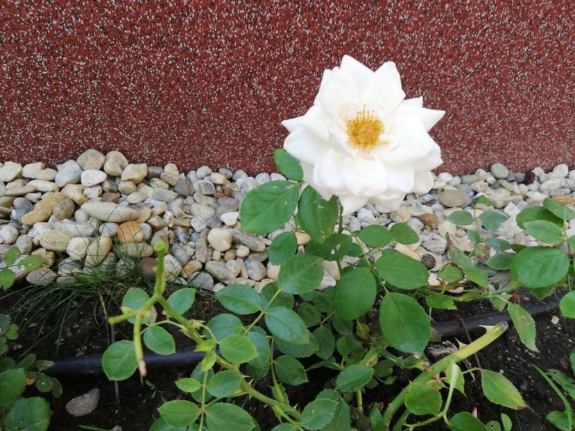  - Gradina iulie 2021