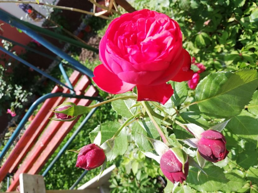  - Gradina iulie 2021