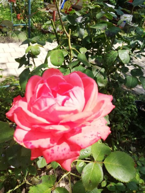  - Gradina iulie 2021