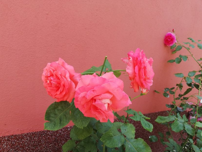  - Gradina iulie 2021