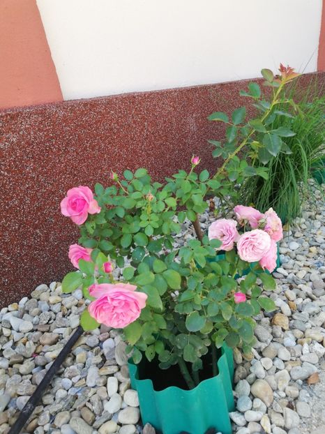  - Gradina iulie 2021