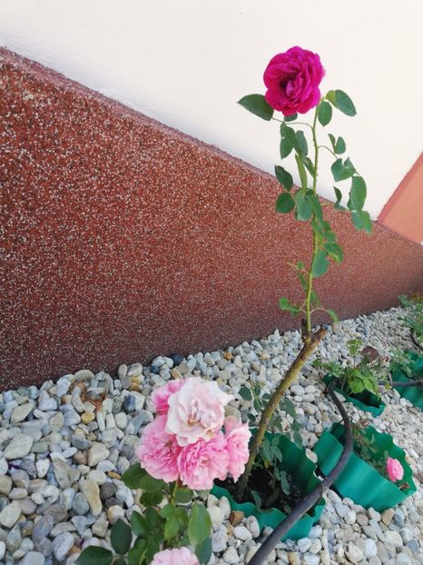  - Gradina iulie 2021