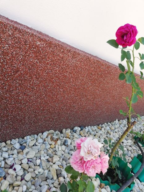  - Gradina iulie 2021