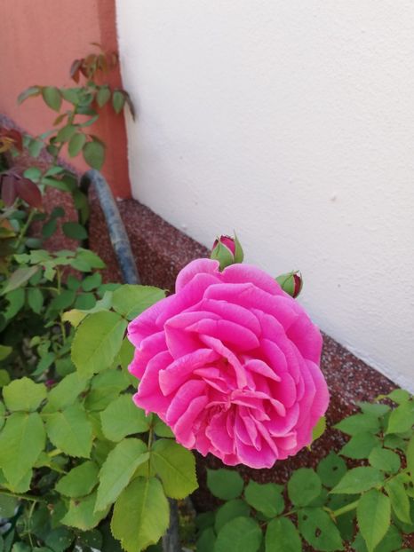  - Gradina iulie 2021