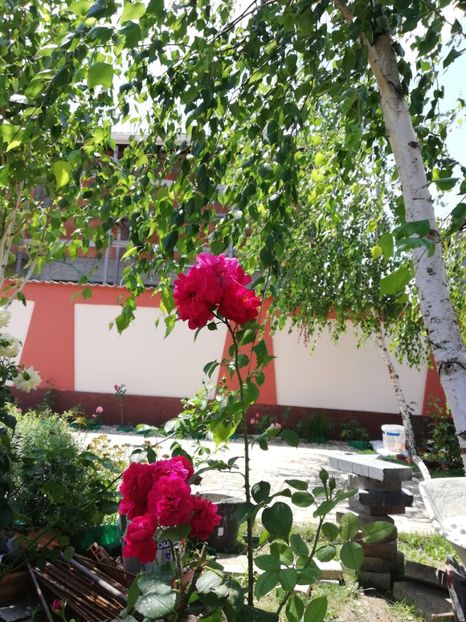  - Gradina iulie 2021