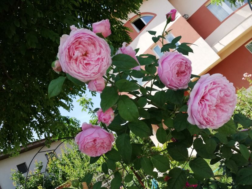  - Gradina iulie 2021