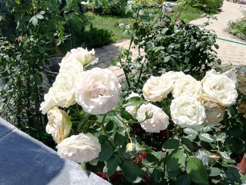  - Gradina iulie 2021