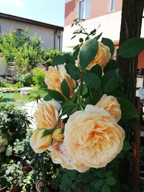  - Gradina iulie 2021