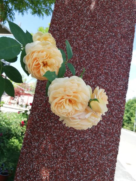  - Gradina iulie 2021