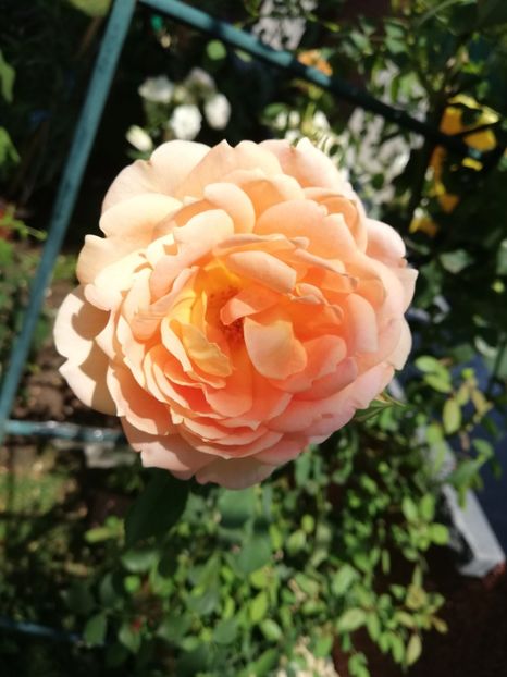  - Gradina iulie 2021