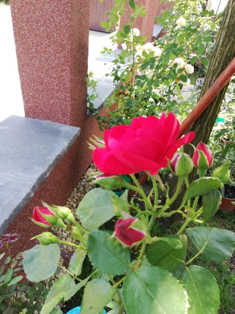  - Gradina iulie 2021