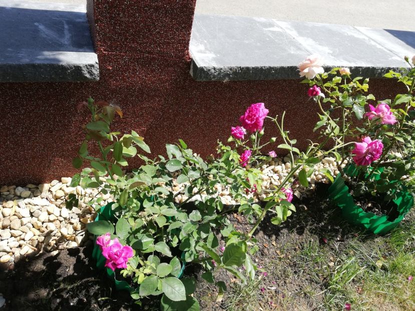  - Gradina iulie 2021